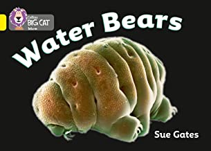 BIG CAT AMERICAN - Water Bears Pb Yellow