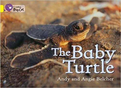 Big Cat - The Baby Turtle Workbook