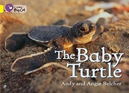 [9780007469963] BIG CAT AMERICAN - The Baby Turtle Workbook Pb Yellow